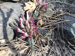 Pedicularis centranthera