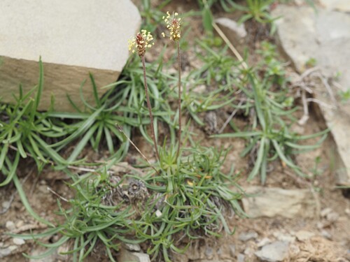 Plantago alpina, photograph 3