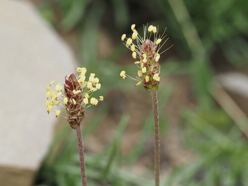 Plantago alpina, photograph 4