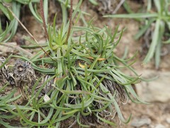 (c) Louis Aureglia, some rights reserved (CC BY) Plantago alpina, photograph (c) Louis Aureglia, some rights reserved (CC BY)