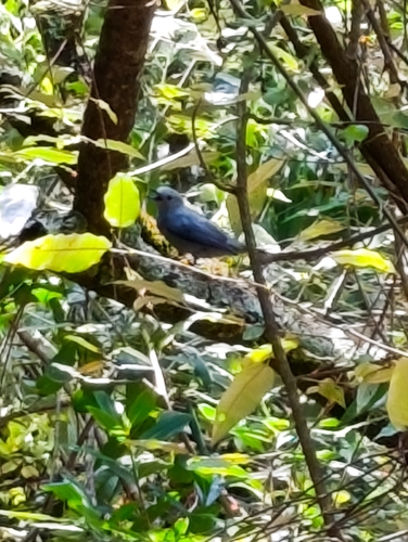 iNaturalist image