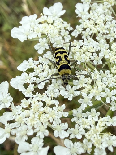 Grape Wood Borer