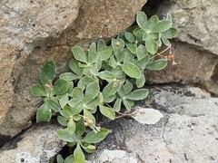 Primula marginata, photograph (c) Louis Aureglia, some rights reserved (CC BY)