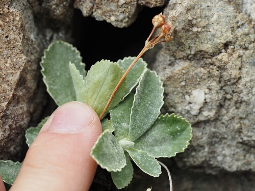 Primula marginata, photograph 6