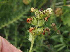 (c) Louis Aureglia, some rights reserved (CC BY) Pedicularis tuberosa, photograph (c) Louis Aureglia, some rights reserved (CC BY)