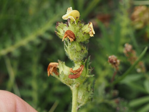 Pedicularis tuberosa, photograph 4