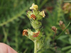 (c) Louis Aureglia, some rights reserved (CC BY) Pedicularis tuberosa, photograph (c) Louis Aureglia, some rights reserved (CC BY)