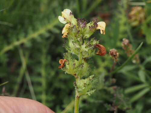 Pedicularis tuberosa, photograph 5