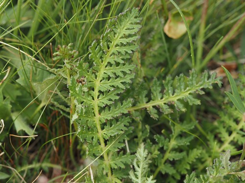 Pedicularis tuberosa, photograph 6