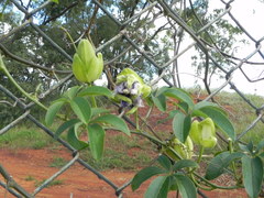 Passiflora cincinnata