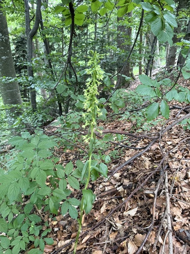 Epipactis greuteri