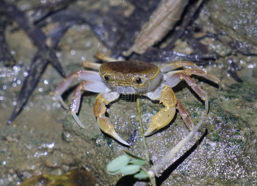 Aparapotamon grahami