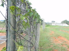 Passiflora cincinnata