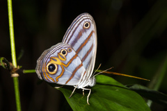 Chloreuptychia herseis