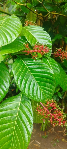 Palicourea guianensis, photograph 3
