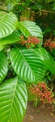 Palicourea guianensis, photograph author not stated, no rights reserved