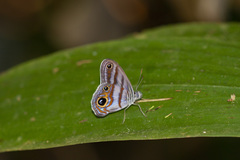 Chloreuptychia hewitsonii