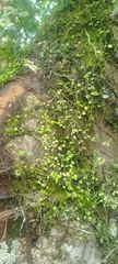 author not stated, no rights reserved Peperomia rotundifolia, photograph author not stated, no rights reserved