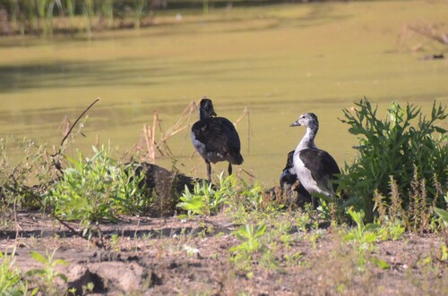 iNaturalist image