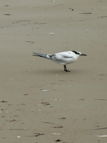 iNaturalist image