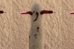 Cleistocactus strausii
