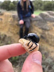 Timarcha tenebricosa