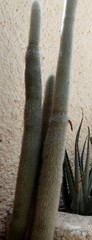 Cleistocactus strausii