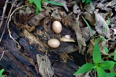 Nyctidromus albicollis