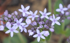 Pentanisia schweinfurthii