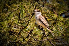 Xenopsaris albinucha