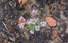 Pentanisia schweinfurthii