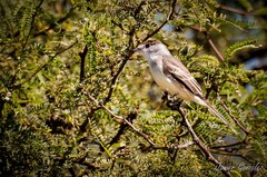 Xenopsaris albinucha