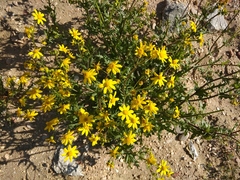 Senecio vernalis