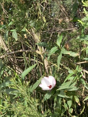 Hibiscus heterophyllus