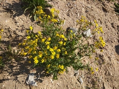 Senecio vernalis