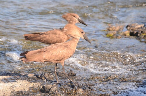 iNaturalist image