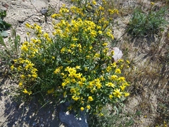Senecio vernalis