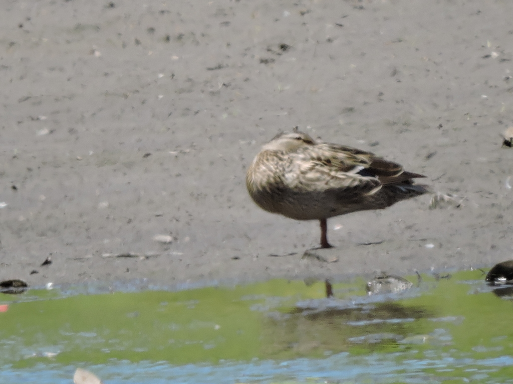 Ducks, Geese, and Swans from Clapp Park, Lubbock, TX, USA on April 29
