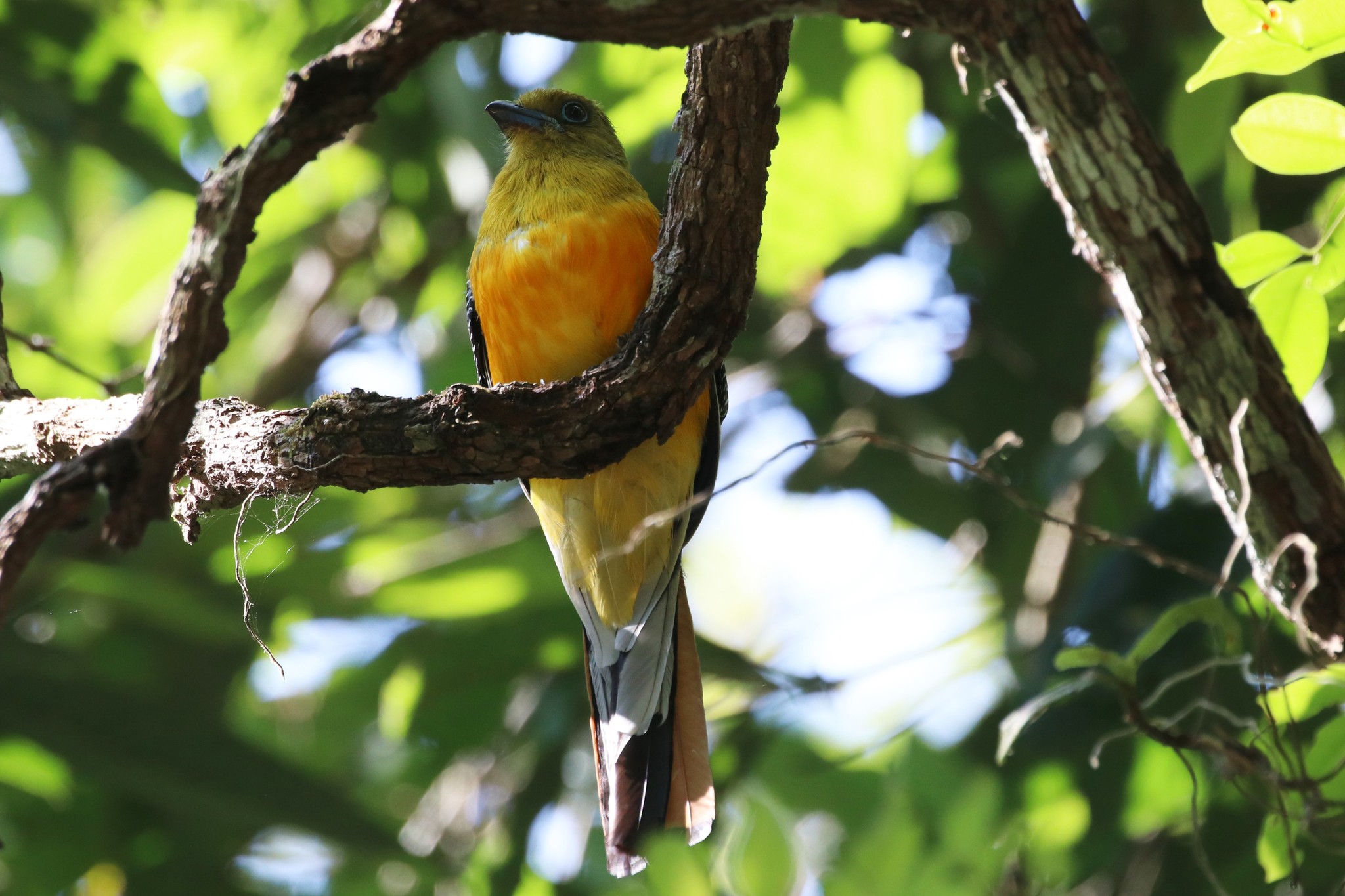 Orange-breasted Trogon