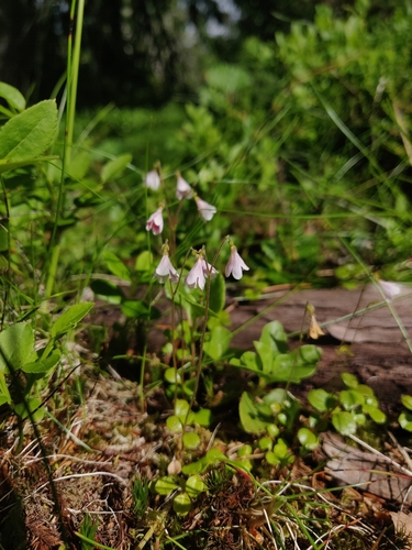 Twinflower