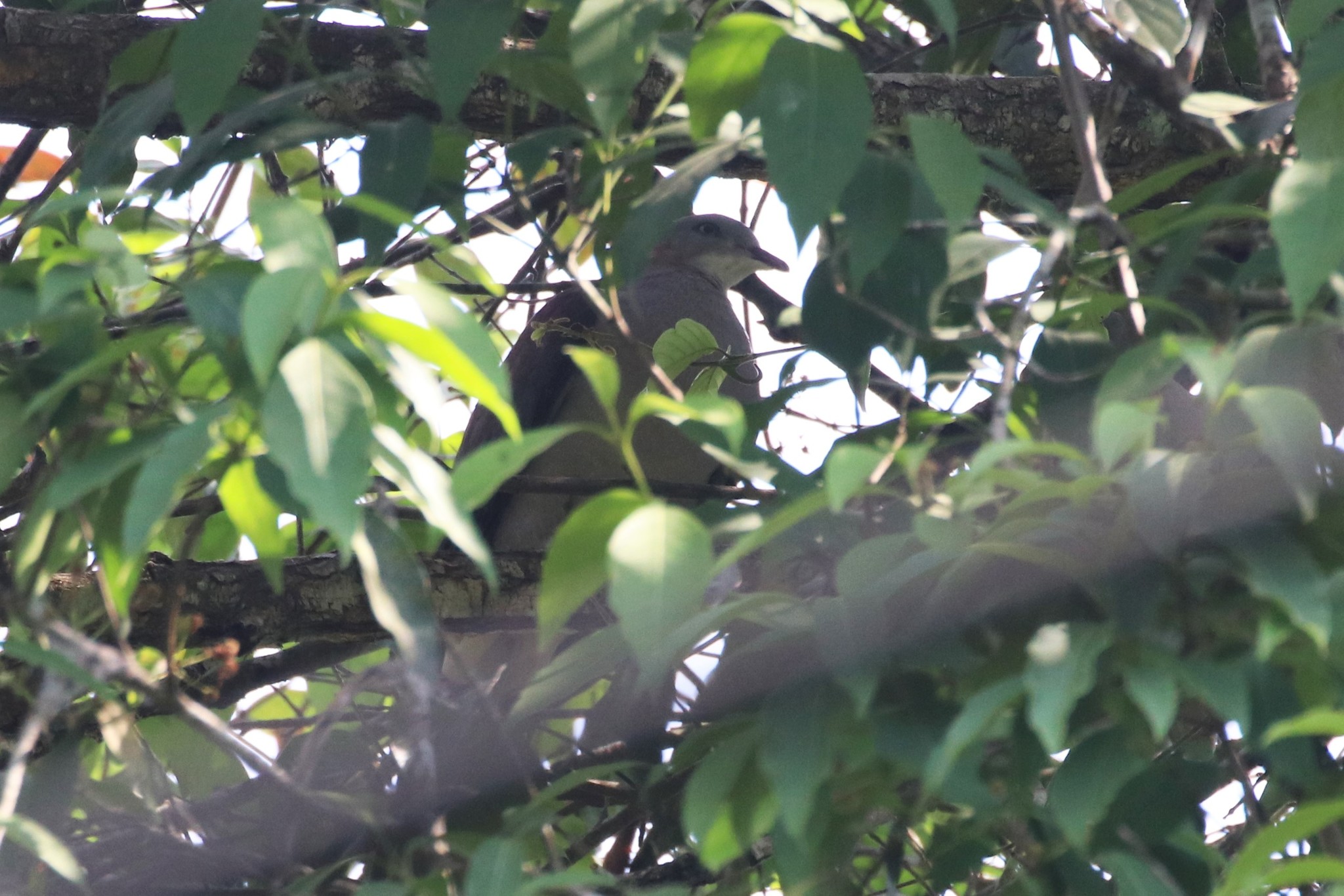 Mountain Imperial Pigeon