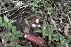 Nyctidromus albicollis