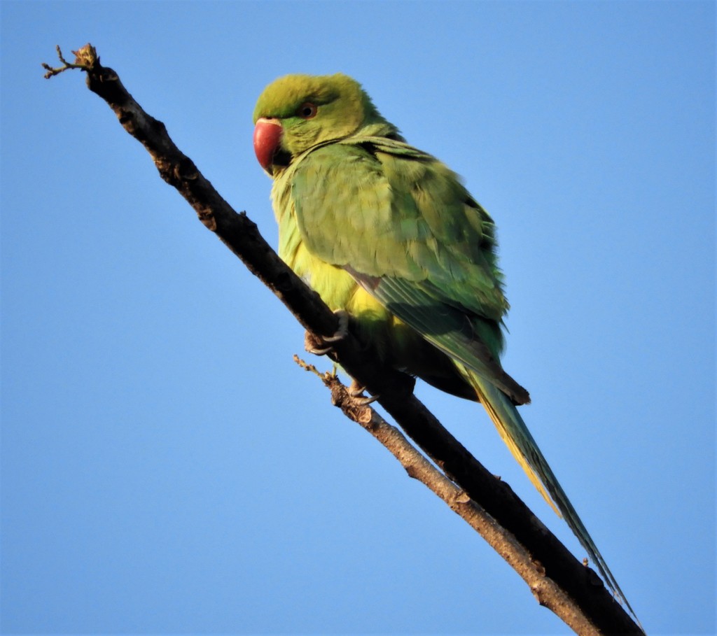 Invasive parakeets muscle in on native bird's nests in Israel | New  Scientist