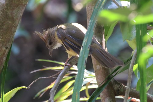 Puff-throated Bulbul (Alophoixus pallidus), photo 4