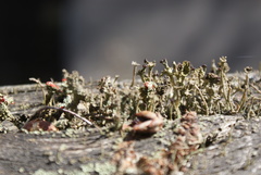 Cladonia
