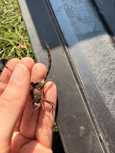 Prince Baskettail