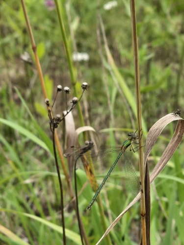 Common Spreadwing