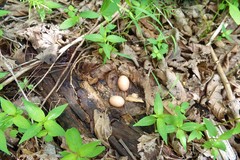 Nyctidromus albicollis