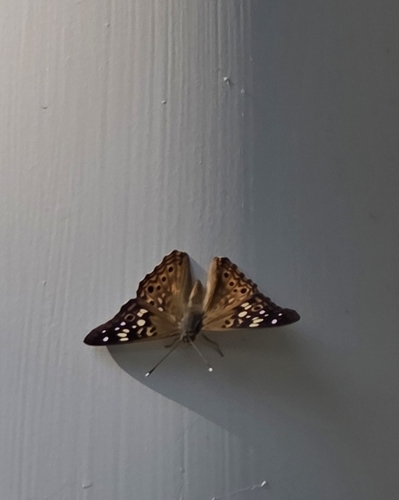 Hackberry Emperor