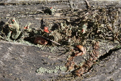 Cladonia